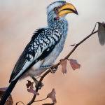 Damara Hornbill By Pam Wheeler (Champion Print)