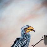 Damara Hornbill by Pamela Wheeler 1st in Section