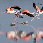 Dancing Flamingos by Jill Wharton Highly Commended