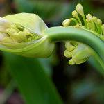 Double Headed Agapanthus (Lyn Fowler)