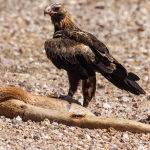 Eagle On Prey - Trevor Bibby