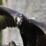 Eagle feeding time (Brett Keating)