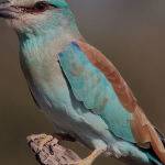 European Roller by Jill Wharton Merit