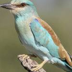 European Roller by Jill Wharton Scored 12