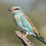 European Roller by Jill Wharton