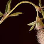 Feather Flower (Lorraine Lees)