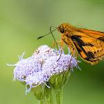 Feeding time by Betty Bibby