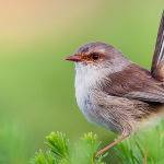 Female Blue Wren by Max Lane 2nd in Section