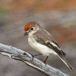 Female Red Capped Robin by Trevor Bibby