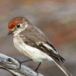 Female Red Capped Robin by Trevor Bibby Scored 14 1st Place