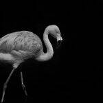 Flamingo by Judy McEachern