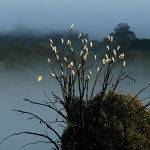 Fogged Cockies by Murray McEachern