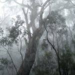 Foggy Forest (Hugh Lees)