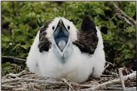 Frigate Bird Chick - Jennifer Vass ; Merit