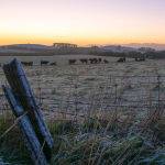 Frosty Cows by Kate Both Highly Commended