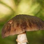 Fungi 1 by Trevor Bibby Highly Commended