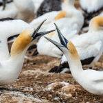 Gannets Greeting by Betty Bibby Scored 18