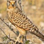 Goshawk by Brian Hillman