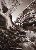 Hamersley Gorge (Betty Bibby) 1st Place Winner of the Herb Richmond and Bon Strange Awards