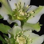 Helebores (Lyn Fowler)