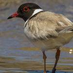 Hooded Plover (Sandie Adaway) Highly Commended