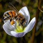 Hungry Bee by Carol Hall