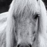 Icelandic Horse - Kate Both