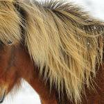 Icelandic Horse (Judy Mc Eachern)