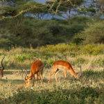 Impalas in the Serengeti by Jill Wharton