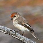 Juvenile Red Capped Robin (Trevor Bibby)