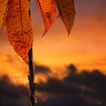 Last Leaves of autumn by Steve Demeye