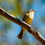 Lemon Bellied Flycatcher by Betty Bibby Highly Commended