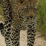 Leopard Stroll (Jill Wharton)