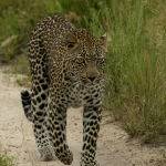 Leopard Stroll by Jill Wharton