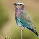 Lilac Breasted Roller - Jill Wharton