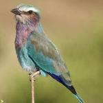 Lilac Breasted Roller Jill Wharton (Score 13)