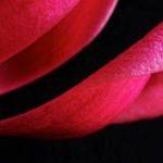 Magnolia Petal by Judy McEachern
