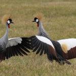 Mating Ritual of Grey Crowned Cranes by Jill Wharton Scored 10