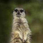 Meerkat on Guard by Betty Bibby Scored 10