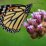 Monarch Butterfly ( Carol Hall ) Score 11