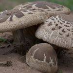 Mushroom Family (Janette Richards) Highly Commended