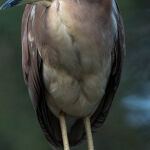 Nankeen Night Heron by Carol Hall