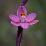 Native Orchid (Judy Johnson) Highly Commended