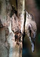 Tree Creeper (Mandy Notley ) Merit