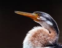 Darter at Rest ( Kim Wormald) Merit