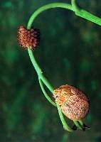 Leafbettle with Rosette of Eggs (Barry Daniell) Second in Section