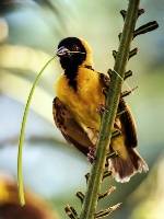 Masked Weaver Bird (Max Lane ) Merit