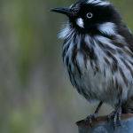 New Holland Honeyeater (Jill Wharton) 3rd Place