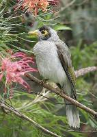 Noisy Mynah (Loraine Lees) 1st Place Large Prints and Winner Of The Bon Strange Trophy