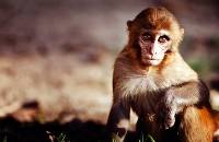 Baby Monkey (David Norris) Merit